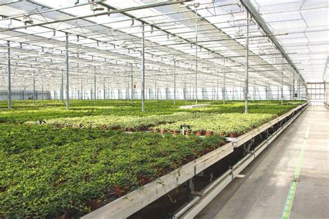 Greenhouse plant nursery stock image. Image of organic - 275142385