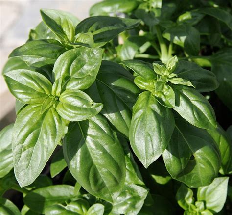 Free Photo Basil Plant Spice Herbs Season Free Image On Pixabay