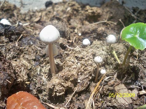 What Kind Of Mushrooms Grow In Cow Manure Arabic Blog