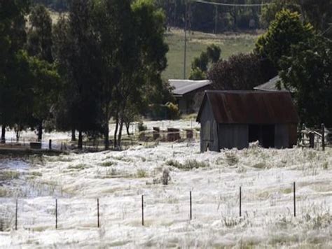 Thousands of spiders blanket Australian farm after escaping flood | The ...