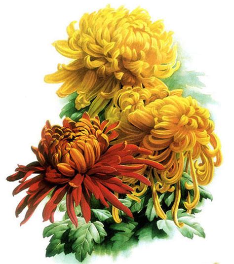 Оригинал - Схема вышивки «Желтые хризантемы» - Автор «Marina22 ...