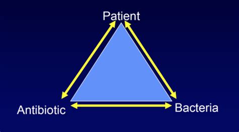 Pharmacology Principles Of Antimicrobial Therapy Beta Lactams