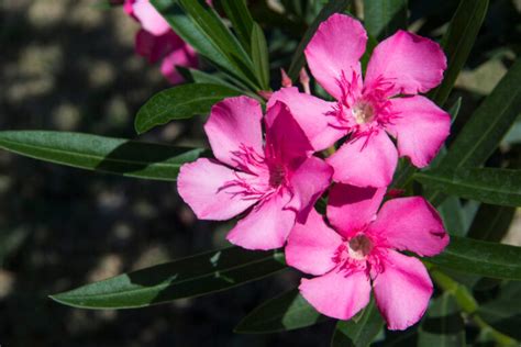 Oleander Snoeien Wanneer En Hoe Eigenwijzetuin