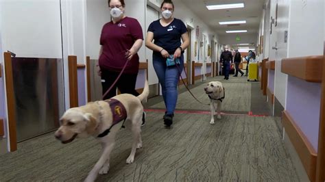 La Sperimentazione Nelle Scuole I Cani Diagnosticano Il Covid Con L