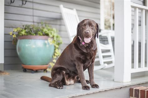 How to Stop a Dog From Digging in Houseplants | Cuteness | Dogs, Stop ...