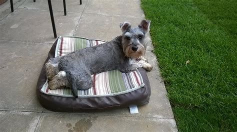 Miniature Schnauzer Info, Temperament, Puppies, Pictures