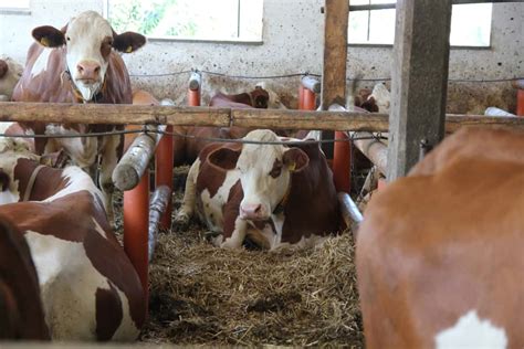 Rinder Salmonellose Verordnung In Bayern Ausgesetzt Top Agrar Online