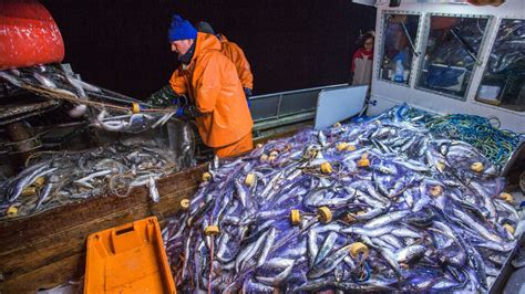 Ostsee EU senkt Fischfangquoten für Hering und Co deutlich STERN de