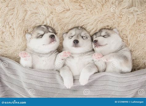 Three of Siberian Husky Puppies Sleeping Stock Photo - Image of puppy, background: 57298990