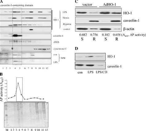 Figure 1 From The FASEB Journal Research Communication Caveolae