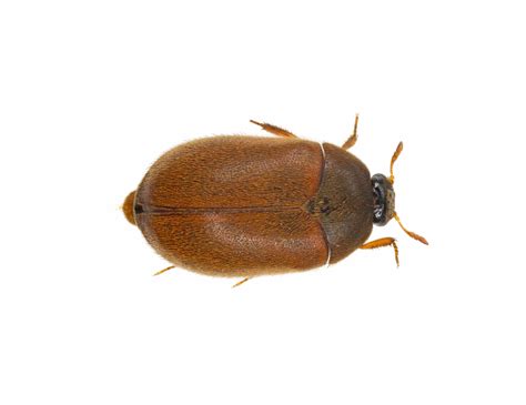 Carpet Beetle Pest Control Pretoria Residential Commercial