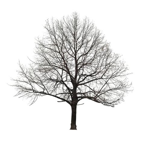 Naked Tree Stock Photos Royalty Free Naked Tree Images Depositphotos