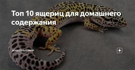 Топ 10 ящериц для домашнего содержания | ЖИВОТНЫЙ МИР | Дзен