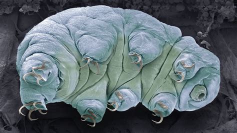 What Are Tardigrades And Why Are They Nearly Indestructible Live Science