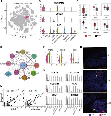 Dissecting The Single Cell Transcriptome Network Underlying Gastric