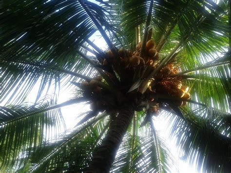 Coconut Tree Coconuts Palm Free Photo On Pixabay Pixabay