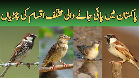 Wild Sparrows Of Pakistan House Sparrow Spanish Sparrow Russet