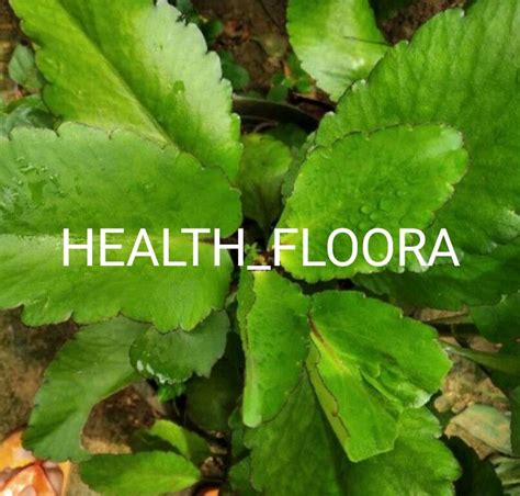 Daun Cocor Bebek Daun Buntiris Segar Lazada Indonesia