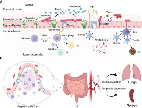 Frontiers Antiviral Effects And Underlying Mechanisms Of Probiotics