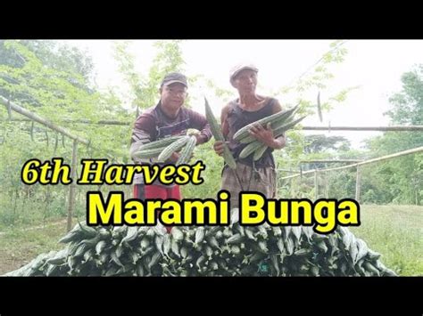 Maraming Harvest Salamat Sa Dios Maganda Gamitin Ang Vigorpluz Sa Mga