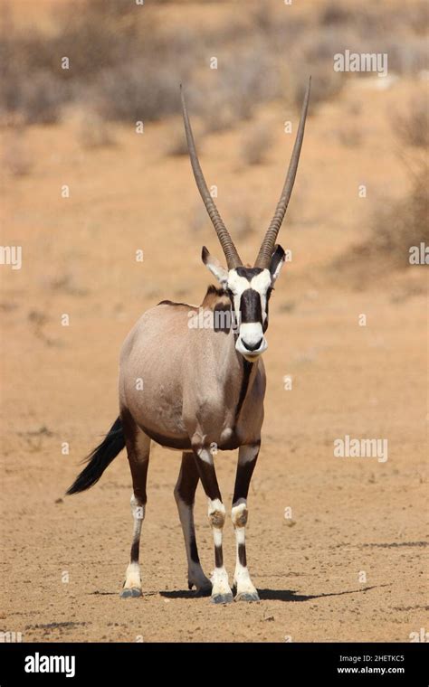 African Gemsbok Hi Res Stock Photography And Images Alamy