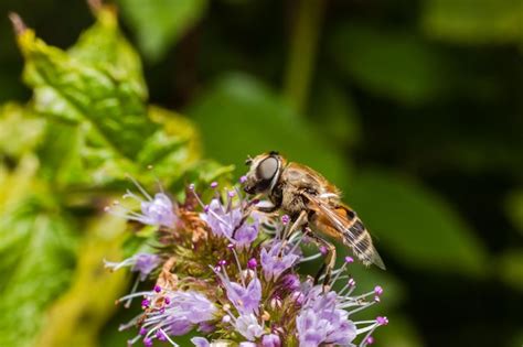 Premium Photo Honey Bee Covered With Yellow Pollen Drink Nectar