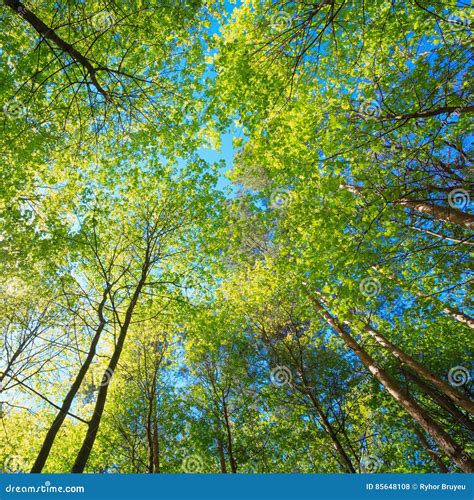 The Canopy Of Tall Trees Framing A Clear Blue Sky Royalty Free Stock