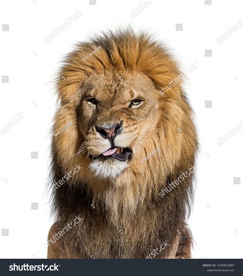 Funny Lion Photos, Images & Pictures | Shutterstock