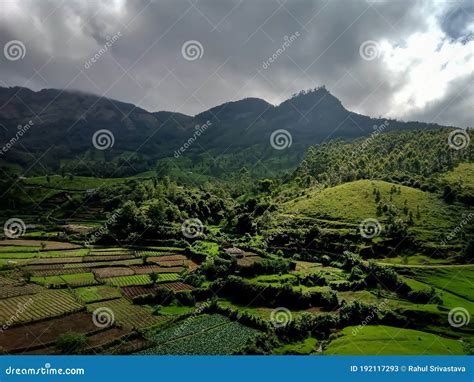 Beautiful Tea Estate Or Tea Gardens Valley In Nilgiri Mountains Tamil