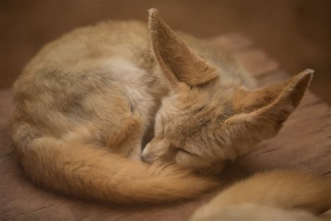 Fennec Fox Free Stock Photo Public Domain Pictures