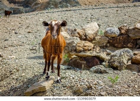 53 Arabian Tahr Images, Stock Photos & Vectors | Shutterstock