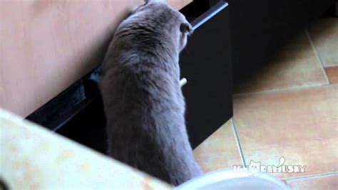 Regardez la réaction de ce chat qui vient de se faire prendre en train