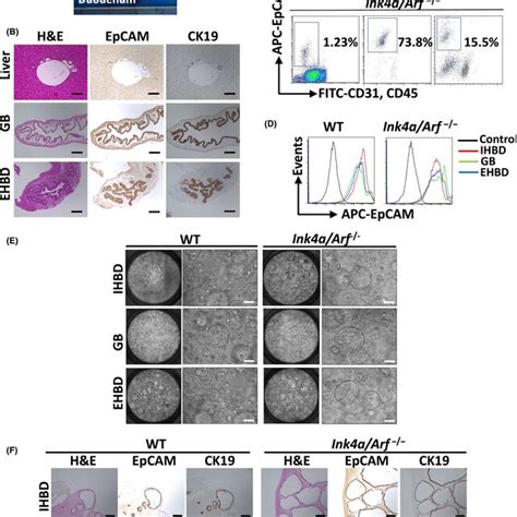 Establishment Of Mouse Biliary Epithelial Cells BECs Organoids