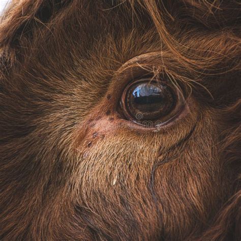 Closeup Shot On The Eye Of A Scottish Highland Cow Stock Image Image