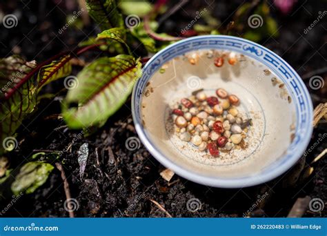 soaking seeds  water  ready  sow   garden stock image