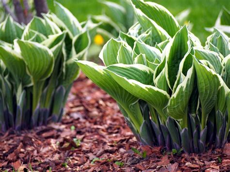 Hosta Plant Division How And When To Divide A Hosta Plant