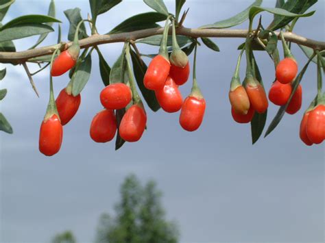 How to Grow Goji Berries (Chinese Wolfberry) | Seed Nursery