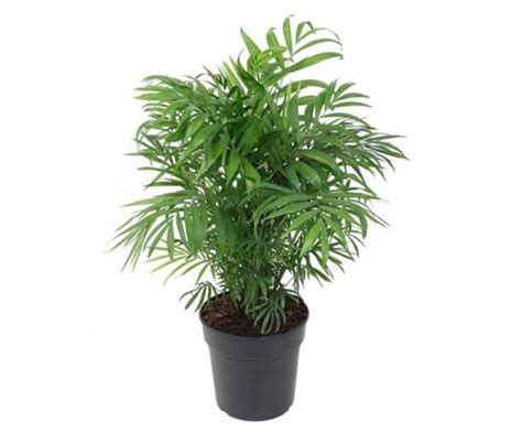 Chamaedorea Elegans (Хамедорея изящная) купить в Астане