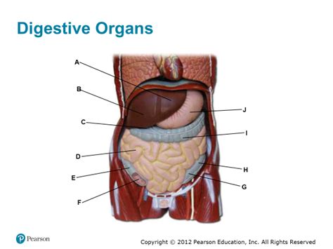 Digestive Organs Diagram Quizlet