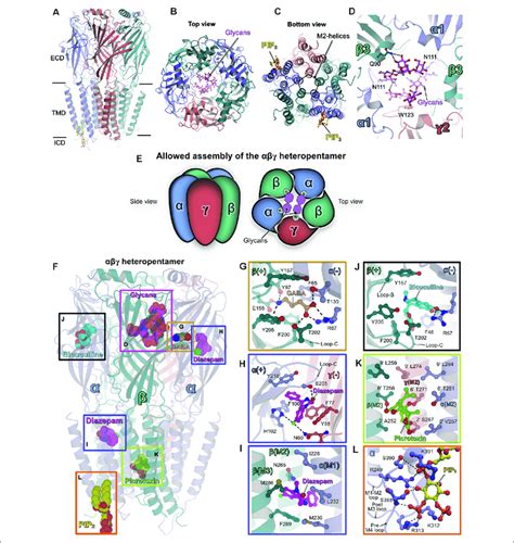 | Structures of heteropentameric γ-aminobutyric acid type A receptors ...