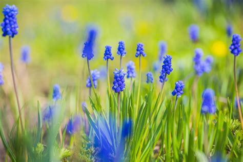 Gartenarbeit im April 9 Aufgaben für Deinen Garten