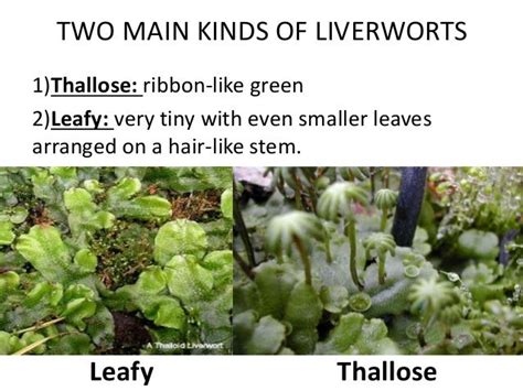 Liverworts