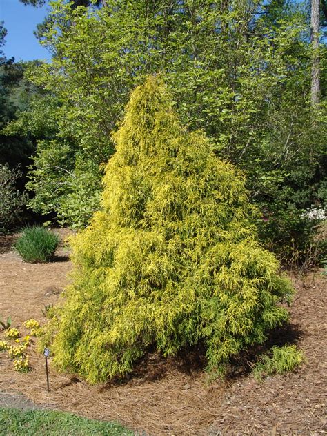 Chamaecyparis Pisifera Filifera Aurea Golden Threadleaf