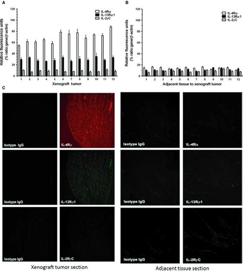 Il R Expression In Xenograft Tumors Mrna Analysis By Real Time Rt Pcr