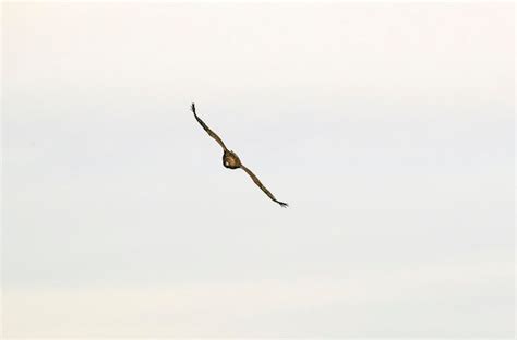 Hembra adulta de águila dorada volando en un bosque mediterráneo con la