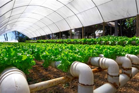 Greenhouse Systems Deep Roots Hydroponics Santa Rosa Ca