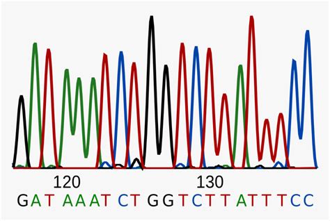 Dna Sequencing Png Transparent Png Transparent Png Image Pngitem