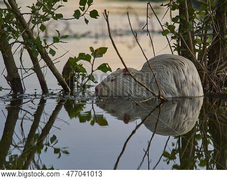 Albino Nutria Invasive Image Photo Free Trial Bigstock