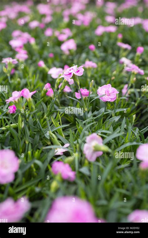 Dianthus 'Pink Kisses' Stock Photo - Alamy