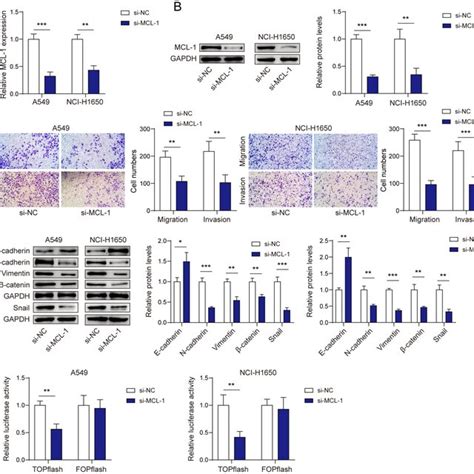 Mcl 1 Affected The Invasion And Migration Of Nsclc Cells A B Mcl 1